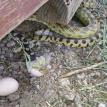 Gopher Snake Stealing Eggs